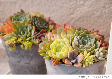 多肉植物の寄せ植えされたカラフルな鉢植え 多肉植物の寄せ植えされたカラフルな鉢植え 95584792