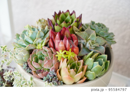 多肉植物の寄せ植えされたカラフルな鉢植え 95584797