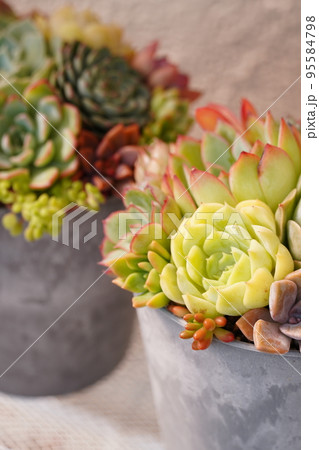 多肉植物の寄せ植えされたカラフルな鉢植え 95584798
