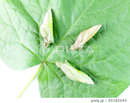 イモムシ　芋虫　幼虫　ナミアゲハ　アゲハチョウ　蛹 95585044