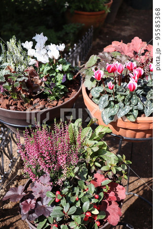 ガーデンシクラメン冬の花寄せ植え 95585368