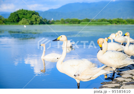新潟　白鳥のいる風景 95585610