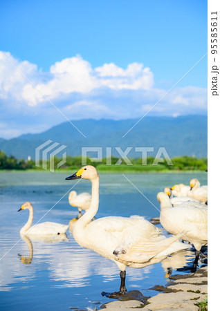 新潟　白鳥のいる風景 95585611