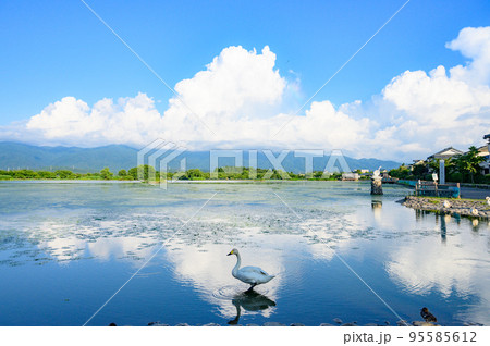 新潟　真夏の空と白鳥 95585612