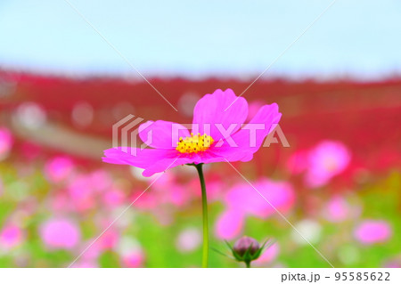 鮮やかなコスモスとコキア畑 鮮やかなコスモスとコキア畑 95585622