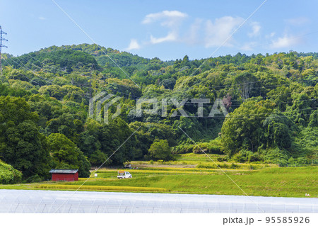 収穫間近の稲穂と掘っ建て小屋 奈良・斑鳩の里山風景 収穫間近の稲穂と掘っ建て小屋 奈良・斑鳩の里山風景 95585926