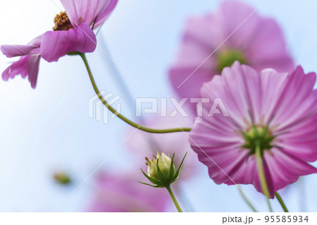 空に向かって咲くコスモス 空に向かって咲くコスモス 95585934