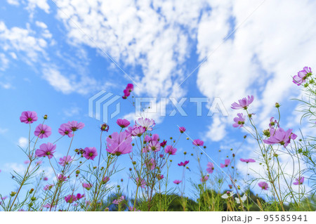 秋空に映えるコスモス(奈良・斑鳩) 秋空に映えるコスモス(奈良・斑鳩) 95585941