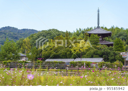 奈良県斑鳩町 法輪寺と秋桜 95585942