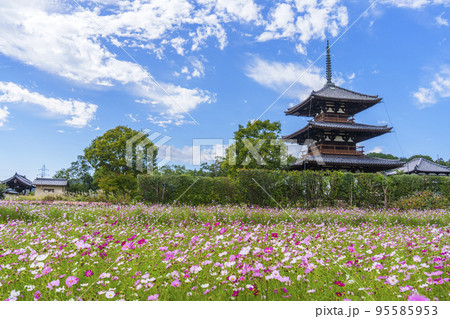 法起寺と秋晴れの空に咲く満開のコスモス(奈良県斑鳩町) 法起寺と秋晴れの空に咲く満開のコスモス(奈良県斑鳩町) 95585953