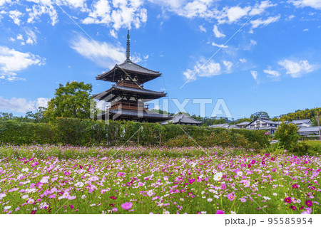 法起寺と秋晴れの空に咲く満開のコスモス(奈良県斑鳩町) 法起寺と秋晴れの空に咲く満開のコスモス(奈良県斑鳩町) 95585954