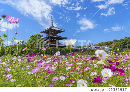 法起寺と秋晴れの空に咲く満開のコスモス(奈良県斑鳩町) 法起寺と秋晴れの空に咲く満開のコスモス(奈良県斑鳩町) 95585957