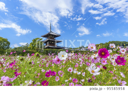 法起寺と秋晴れの空に咲く満開のコスモス（奈良県斑鳩町） 95585958