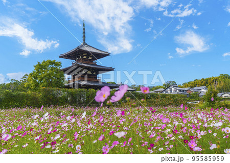 法起寺と秋晴れの空に咲く満開のコスモス（奈良県斑鳩町） 95585959