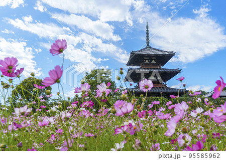 法起寺と秋晴れの空に咲く満開のコスモス（奈良県斑鳩町） 95585962