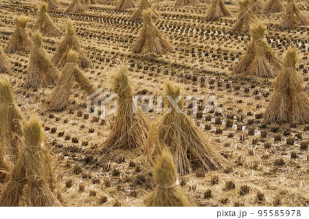 稲刈後の藁干し風景【奈良斑鳩町】 稲刈後の藁干し風景【奈良斑鳩町】 95585978