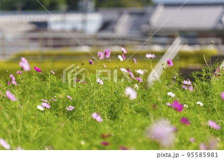 史跡中宮寺跡　綺麗に咲いたコスモスの花（奈良県斑鳩町） 95585981