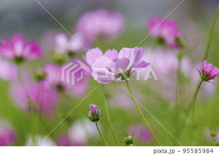 史跡中宮寺跡 綺麗に咲いたコスモスの花(奈良県斑鳩町) 史跡中宮寺跡 綺麗に咲いたコスモスの花(奈良県斑鳩町) 95585984