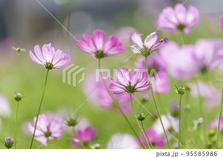 史跡中宮寺跡 綺麗に咲いたコスモスの花(奈良県斑鳩町) 史跡中宮寺跡 綺麗に咲いたコスモスの花(奈良県斑鳩町) 95585986
