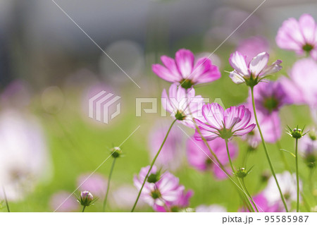 史跡中宮寺跡　綺麗に咲いたコスモスの花（奈良県斑鳩町） 95585987