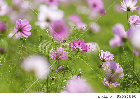 史跡中宮寺跡　秋の陽射しを浴びるコスモス（奈良県斑鳩町） 95585990