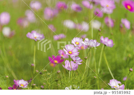 史跡中宮寺跡 秋の陽射しを浴びるコスモス(奈良県斑鳩町) 史跡中宮寺跡 秋の陽射しを浴びるコスモス(奈良県斑鳩町) 95585992