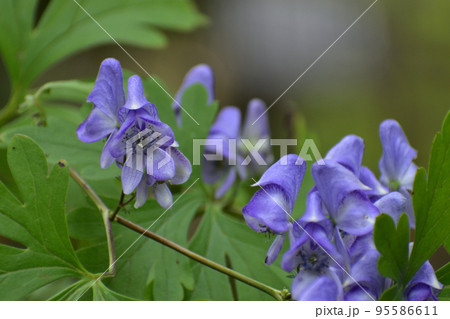 秋の花：トリカブト 95586611