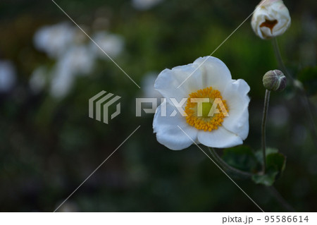 秋の花:シュンメイギク 秋の花:シュンメイギク 95586614