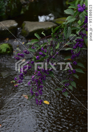 秋の実:コムラサキ シソ科の落葉低木で夏に開花し、秋に紫の実をつける。 秋の実:コムラサキ シソ科の落葉低木で夏に開花し、秋に紫の実をつける。 95586615