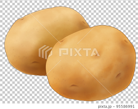 Hand-drawn illustration of a realistic taste of two potatoes 95586991