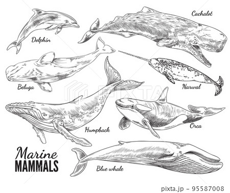 Marine mammals set, hand drawn sketch vector illustration isolated on white background. Marine mammals set, hand drawn sketch vector illustration isolated on white background. 95587008