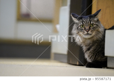 靴屋のアーサー -お客さんを待つ尾道の猫店員さん- 靴屋のアーサー -お客さんを待つ尾道の猫店員さん- 95587171