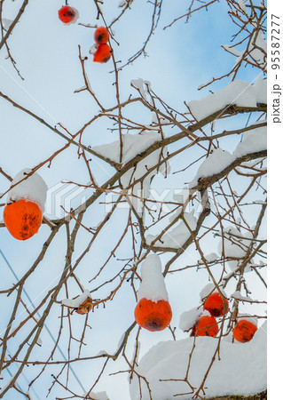 雪化粧の柿、雪に埋もれる柿 雪化粧の柿、雪に埋もれる柿 95587277