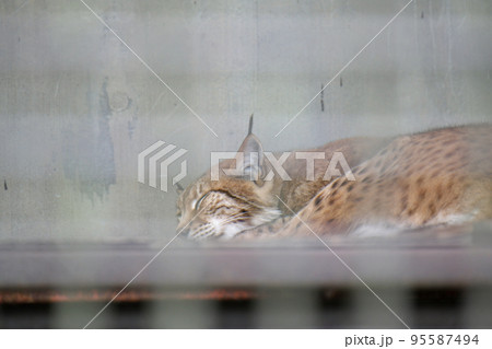 やまねこ 95587494