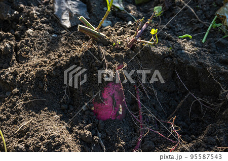 サツマイモの収穫 サツマイモの収穫 95587543