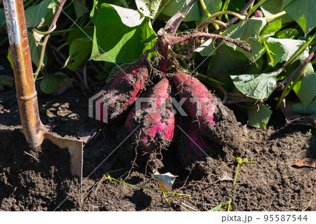 サツマイモの収穫　 95587544