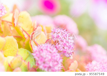 可憐な花　ミセバヤ 95587549