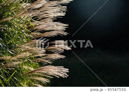 黄金色に輝くススキ 95587550