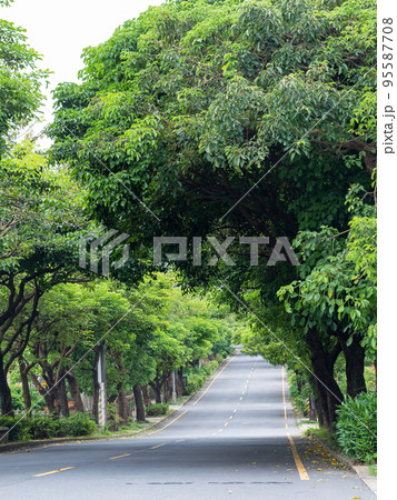 Landscape of straight road under the trees 95587708