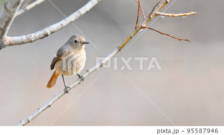 ジョウビタキ 鳥 野鳥 メス ジョウビタキ 鳥 野鳥 メス 95587946