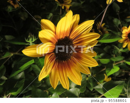 黄色い花（ルドベキアの花） 95588601