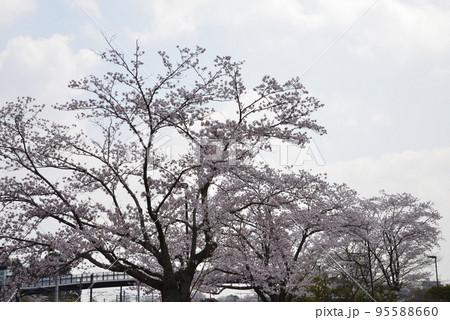 桜山公園の桜 #1 桜山公園の桜 #1 95588660