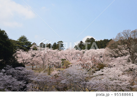 桜山公園の桜　＃2 95588661