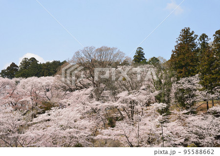 桜山公園の桜 #3 桜山公園の桜 #3 95588662
