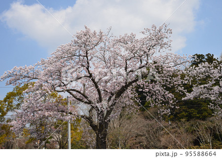 桜山公園の桜 #5 桜山公園の桜 #5 95588664