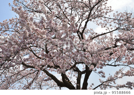 桜山公園の桜　＃7 95588666