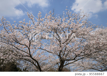 桜山公園の桜 #8 桜山公園の桜 #8 95588667