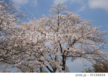 桜山公園の桜 #9 桜山公園の桜 #9 95588668