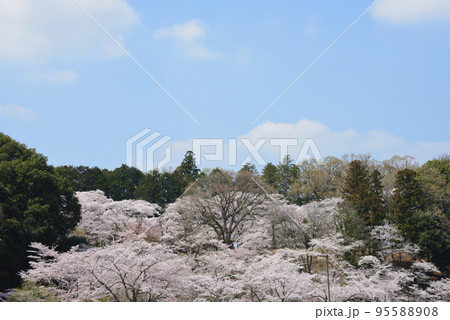 桜山公園の桜 #12 桜山公園の桜 #12 95588908