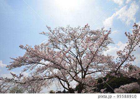 桜山公園の桜 #14 桜山公園の桜 #14 95588910